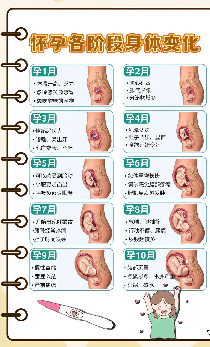揭秘供卵代孕妈妈怀孕小腹分两节，孕期变化的奥秘保定代生机构: